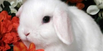 cửa hàng bán thỏ ở Hà Nội