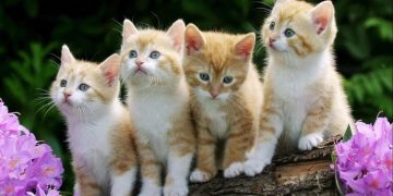 Top 11 Cửa Hàng Bán Mèo Ở Hà Nội Đẹp Và Uy Tín Nhất
