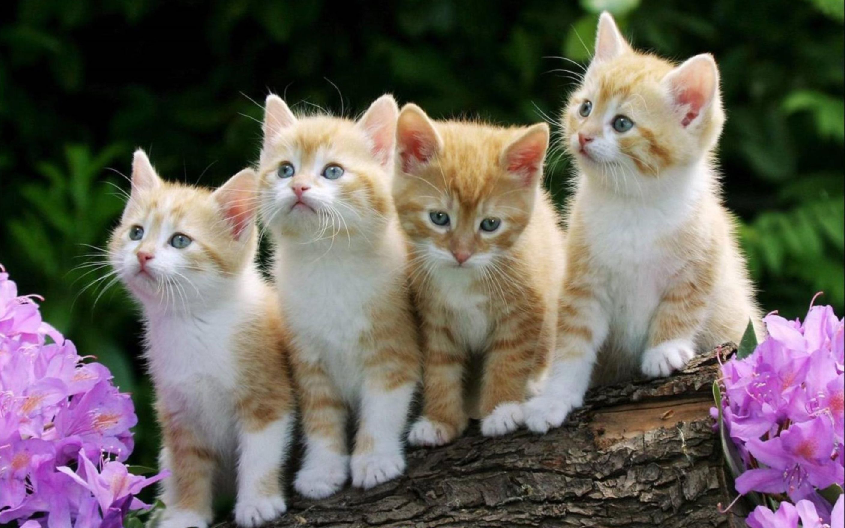 Top 11 Cửa Hàng Bán Mèo Ở Hà Nội Đẹp Và Uy Tín Nhất