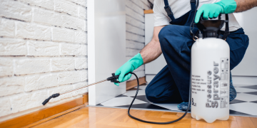 Top 19 Dịch Vụ Diệt Mối Tại Hà Nội Chất Lượng Cao Giá Rẻ
