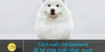 Bật Mí Cách Nuôi Chó Samoyed Để Bé Phát Triển Khỏe Mạnh