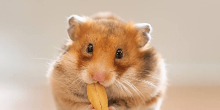 chuột hamster hà nội