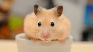 chuột hamster hà nội