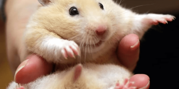 chuột hamster hà nội