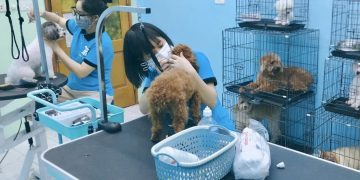 Spa Chó Mèo Hà Nội